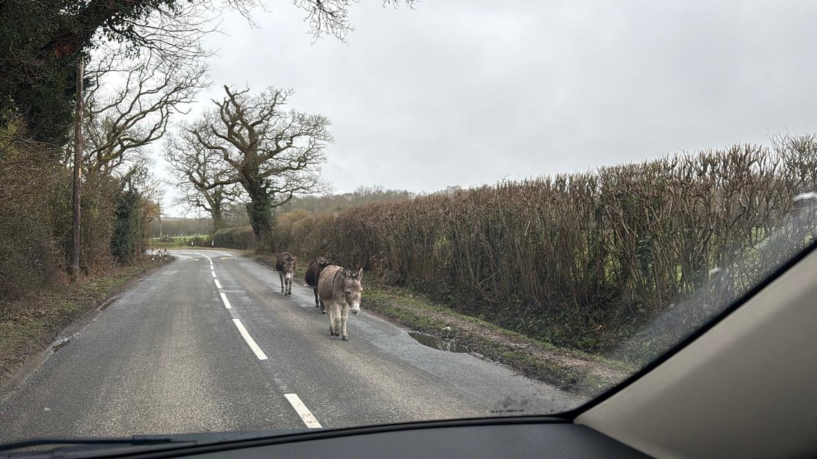 Heathrow to Lymington: A Smooth Transfer, Three Donkeys and the Charm of the New Forest