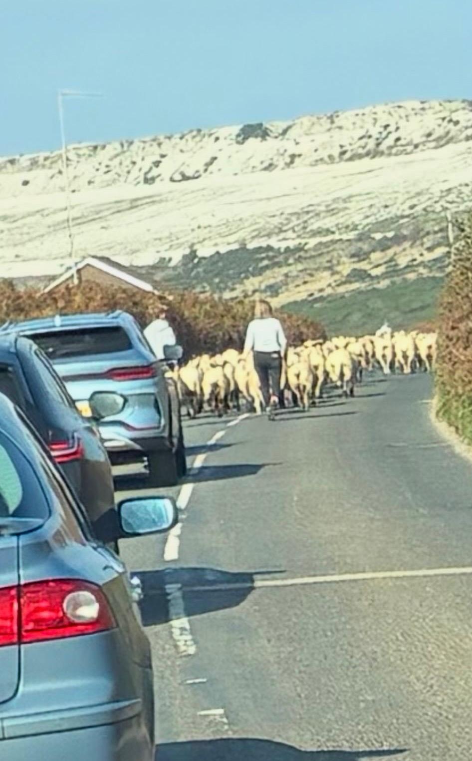 Southampton Port to Conwy: A Little Sheep Traffic and a Lot of Welsh Scenery